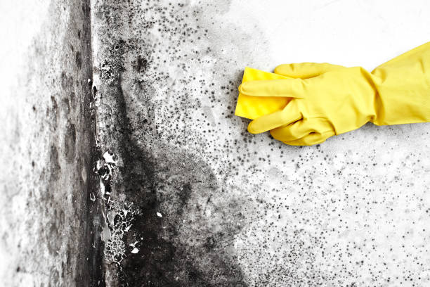 Best Residential Mold Remediation in Merryville, LA