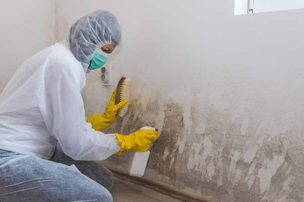 Best Mold Remediation for Specific Building Types in Merryville, LA