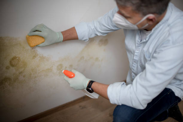 Best Mold Remediation for Schools in Merryville, LA
