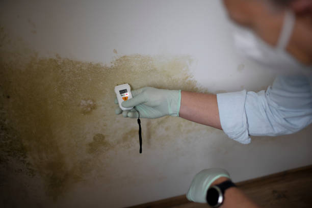 Best Basement Mold Remediation in Merryville, LA