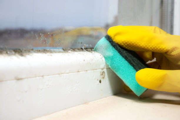 Best Attic Mold Remediation in Merryville, LA