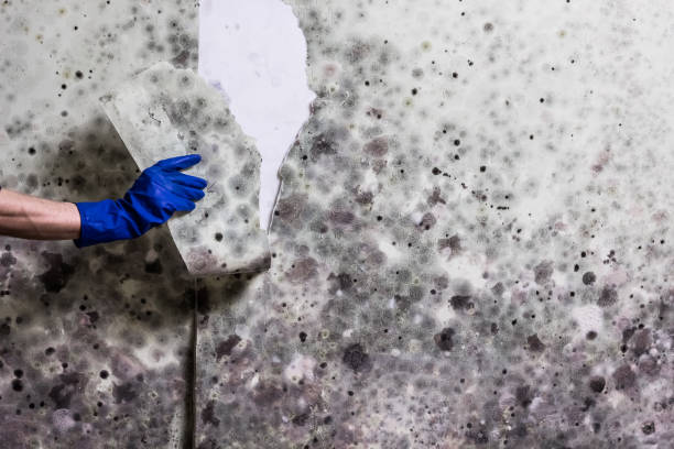 Best Mold Testing and Inspection Services in Merryville, LA
